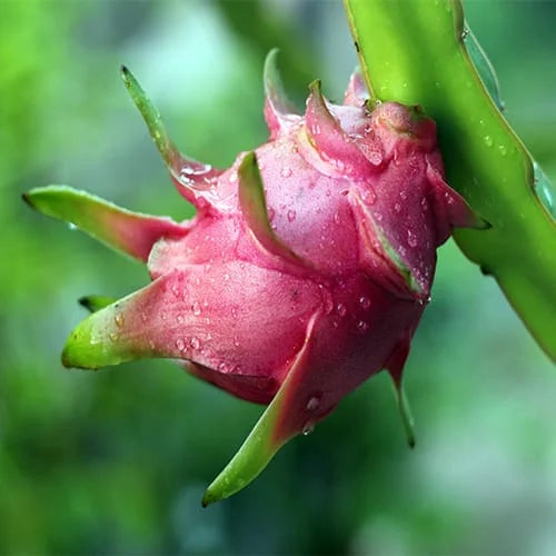 pitaya fruit seeds