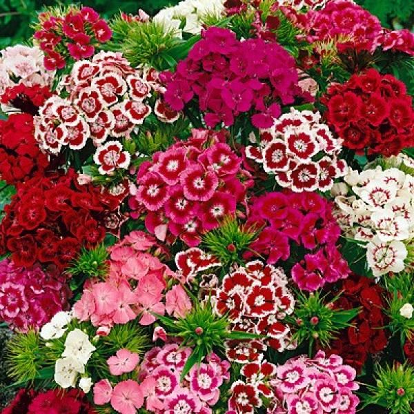 Dianthus Flower Seeds