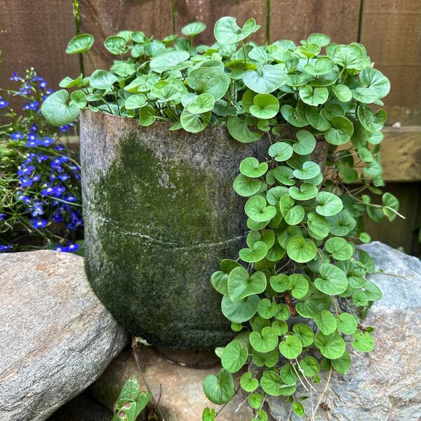 Dichondra seeds