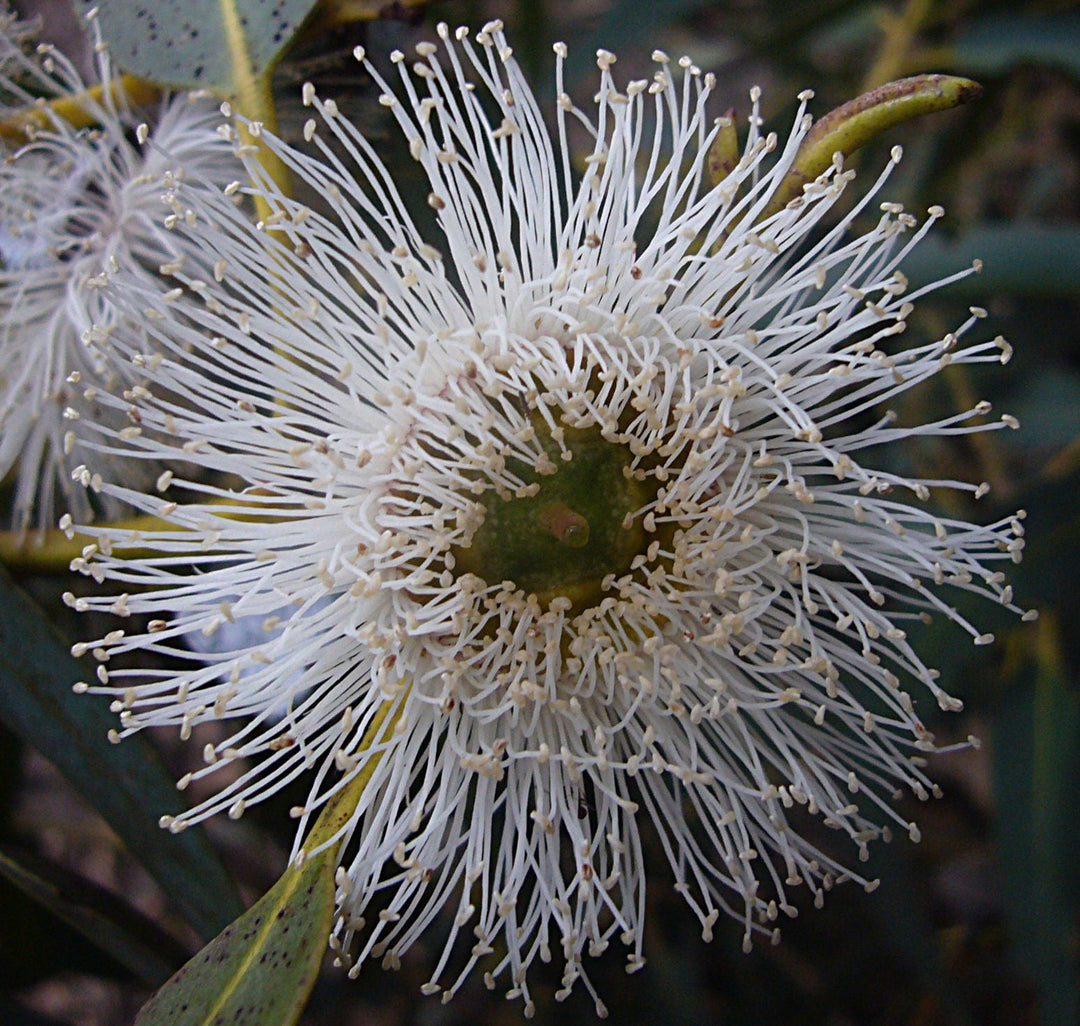 Eucalyptus Globulus Flower Seeds