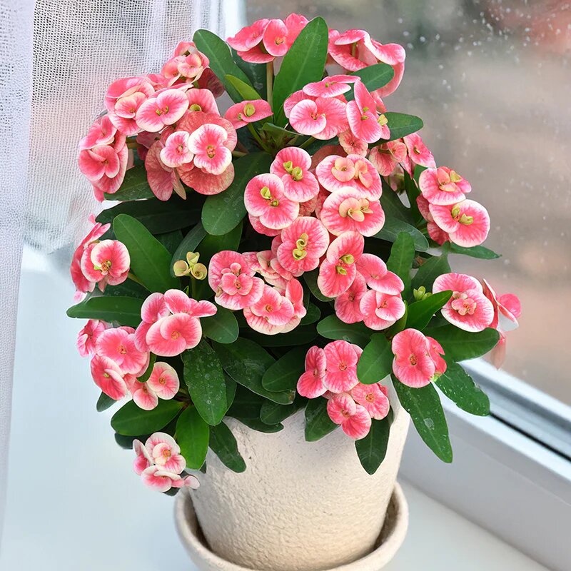 Crown of Thorns Seeds