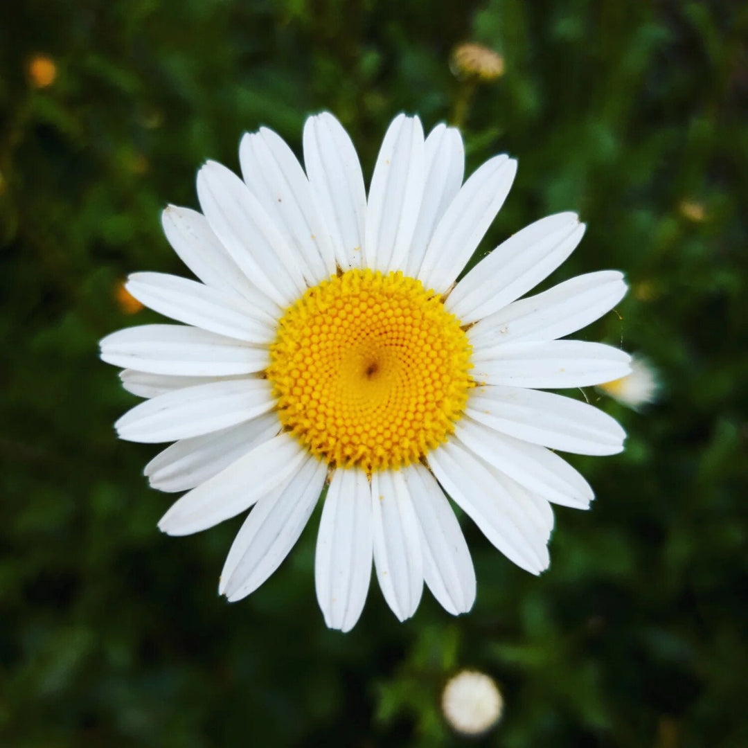 Daisy seeds 