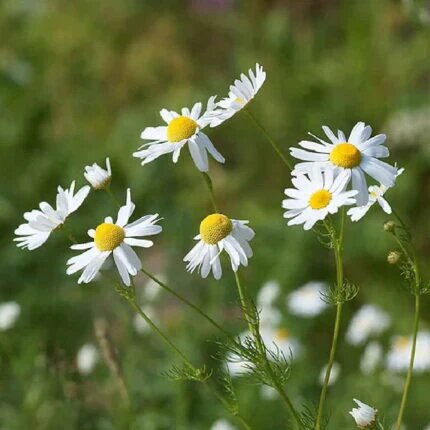 Chamomile Seeds