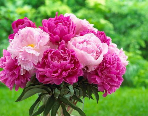 Biennial  seeds, flower seeds, fruit seeds, wildflower seeds, herb seeds