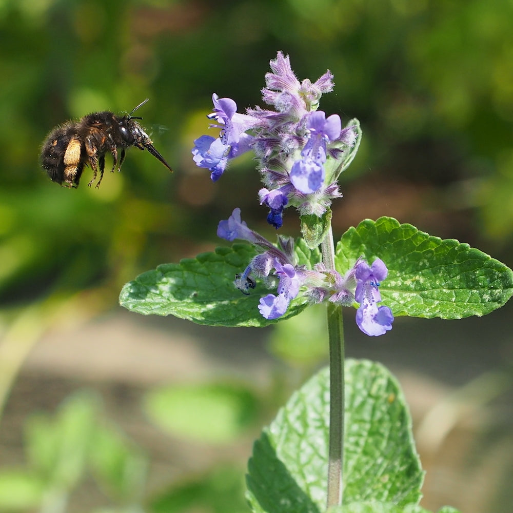 bee flower seeds