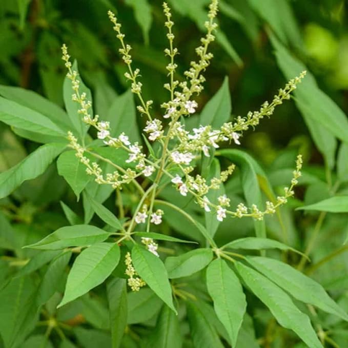 Nirgundi Plant Seeds