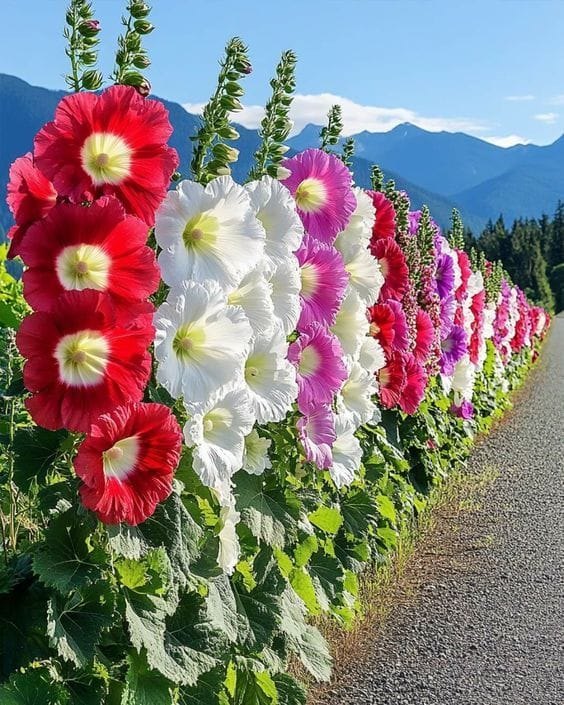 Hollyhock flower seeds