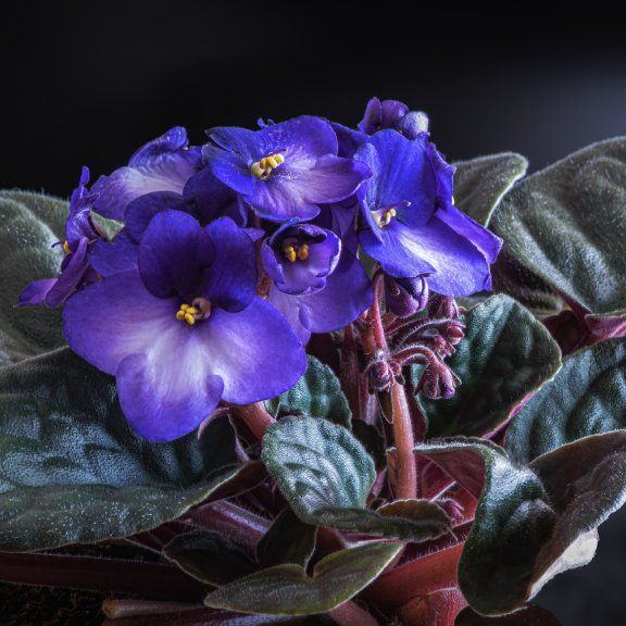 African Violets