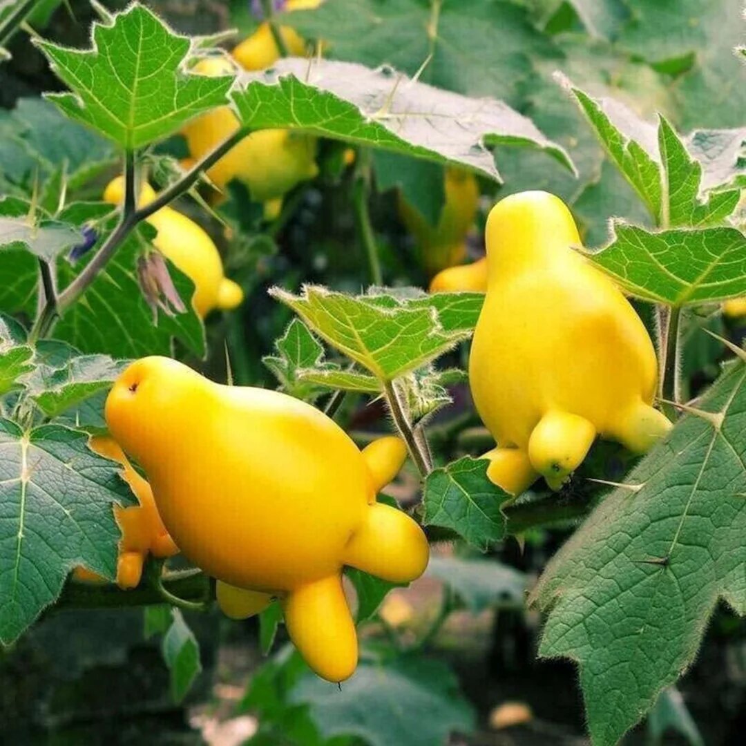 Nipple Fruit Seeds