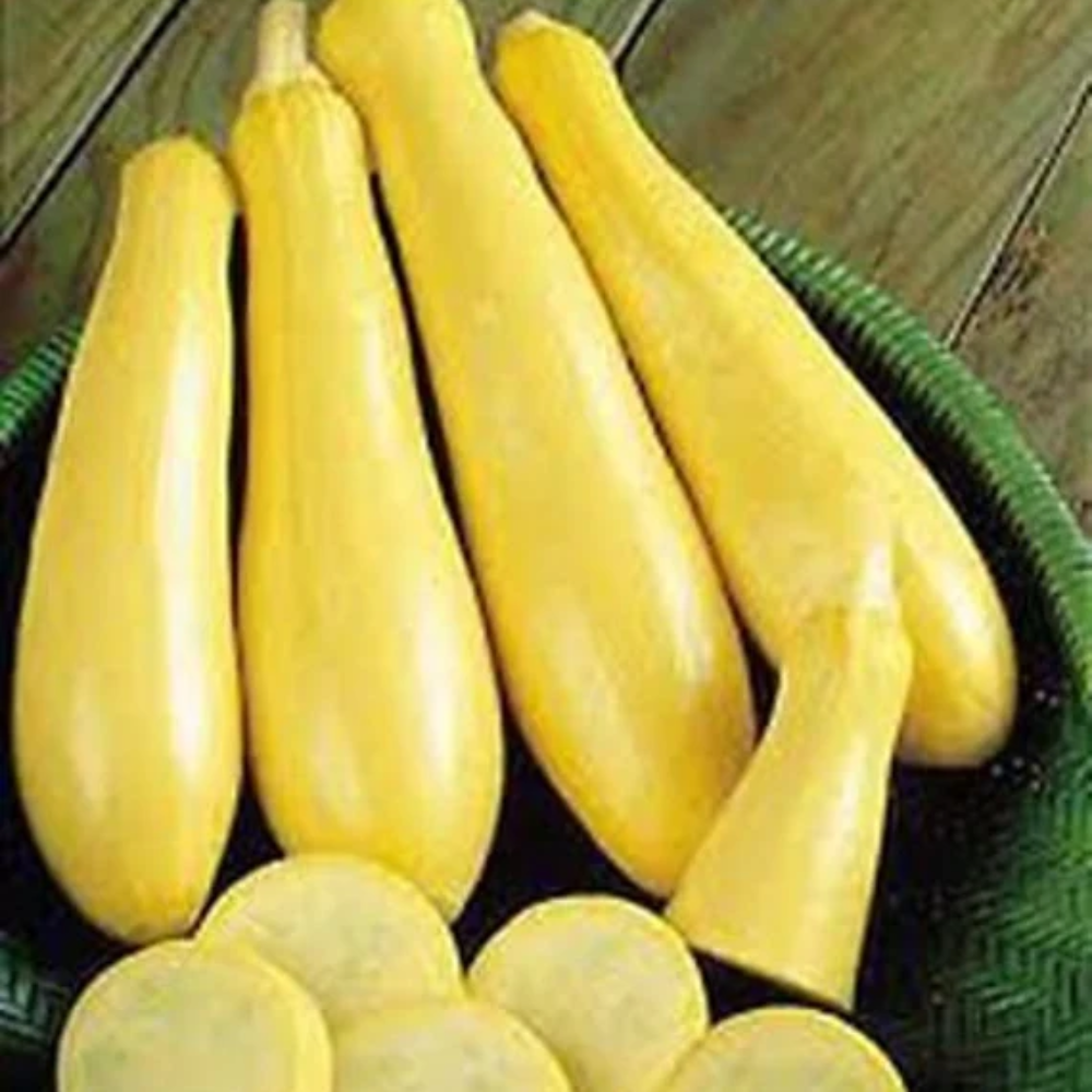 Squash Seeds
