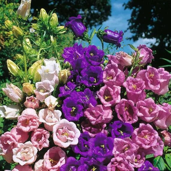 Canterbury Bells Flower Seeds