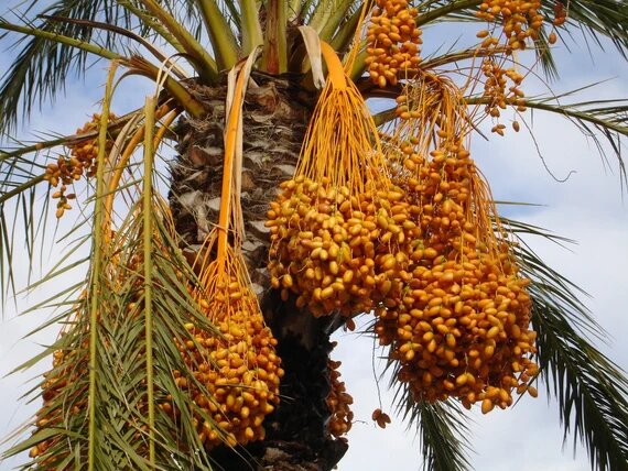 Medjool Date Palm Seeds