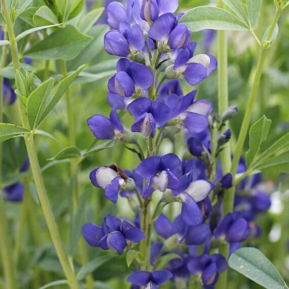 Blue False Indigo Flower Seeds
