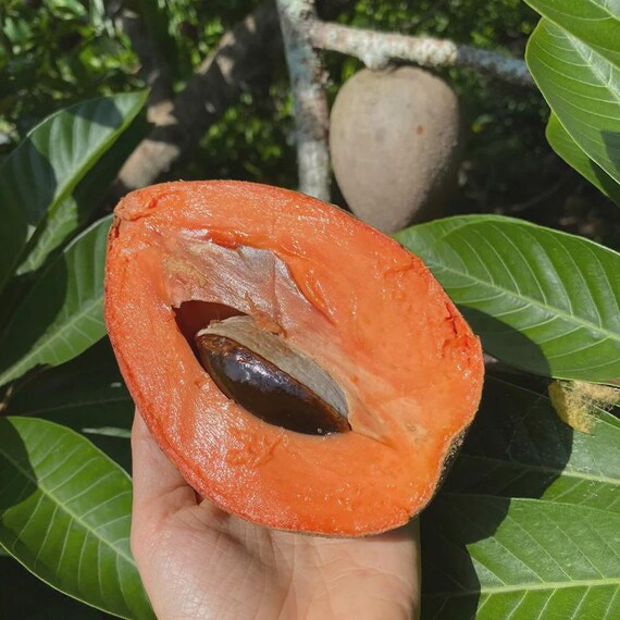 Garden Seeds