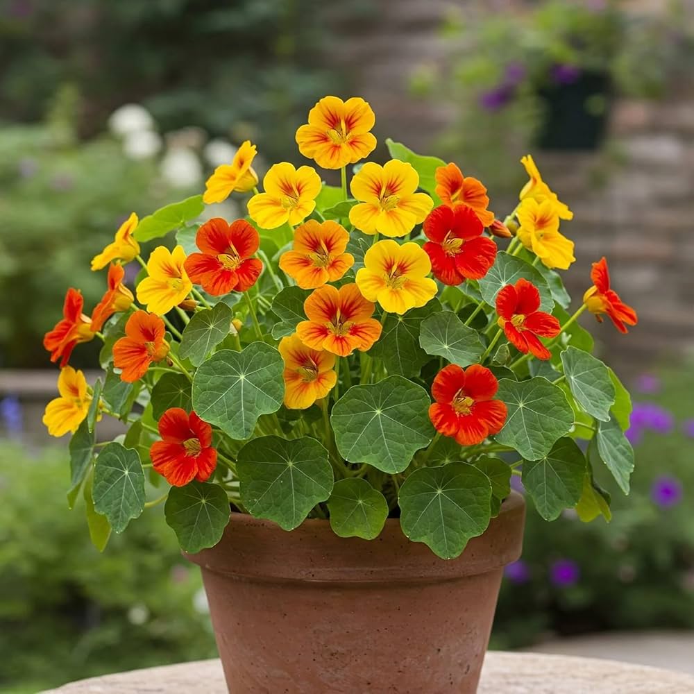 Nasturtium Seeds, Nasturtium flower Seeds