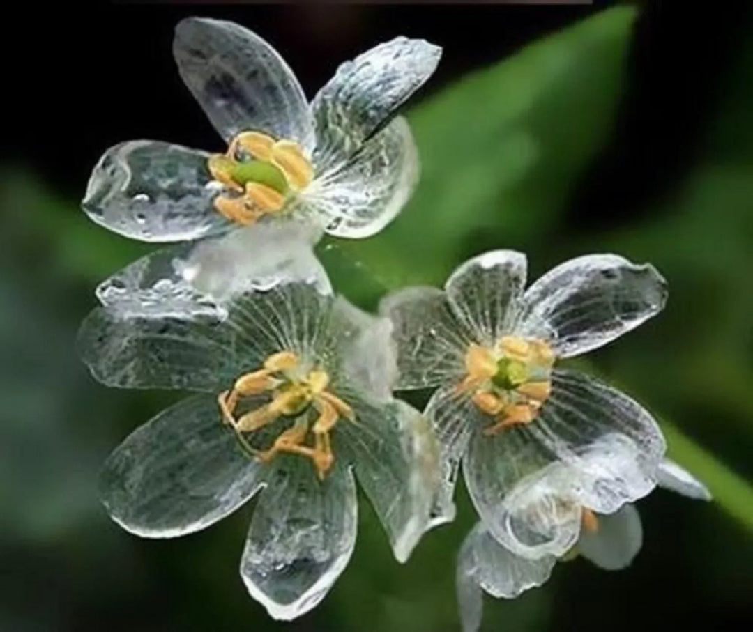 Skeleton flower seeds