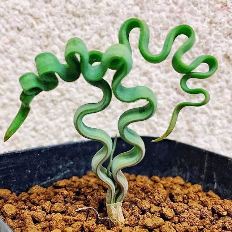 Trachyandra Plant Seeds