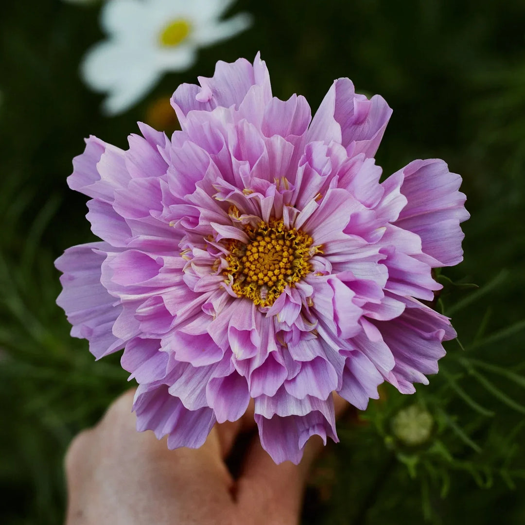 Cosmos Flower Seeds