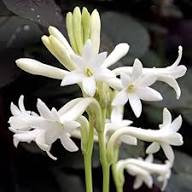Tuberose Flower Seeds