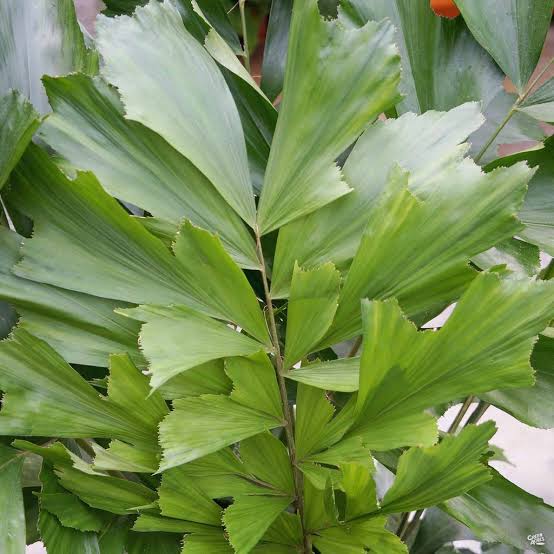 Fishtail Palm (Caryota Mitis) Seeds