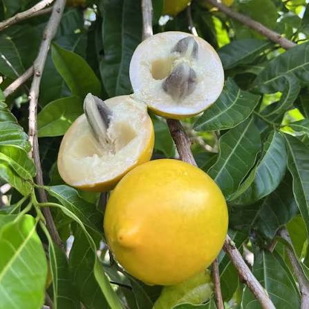 Abiu Fruit Seeds