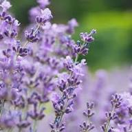 Agastache Flower Seeds