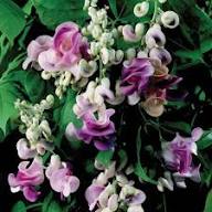 Vigna Caracalla flower seeds