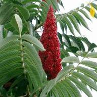 Sumac flower seeds