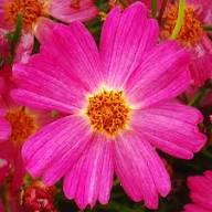 Sapphire flower seeds
