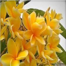 Magnolia flower seeds