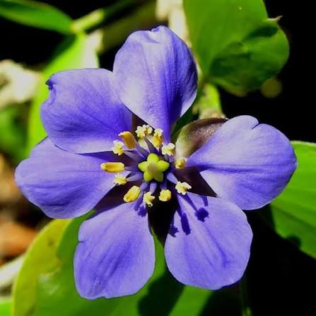 Lignum-vitae flower seeds