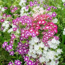 Phlox flower seeds