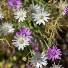Xeranthemum flower seeds