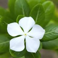 Vinca flower seeds