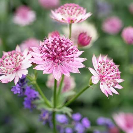 Popular Varieties
