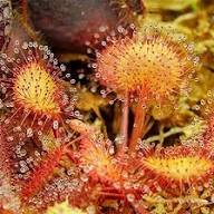 Sundew flower seeds