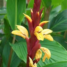 Cautleya Spicata Ornamental Plant Seeds