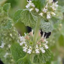 Horehound Herb Seeds