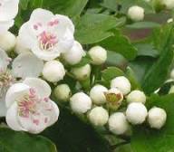 Hawthorn Plant Seeds