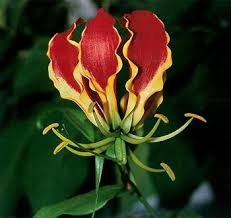 Gloriosa Superba Seeds
