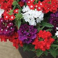 Verbena flower seeds