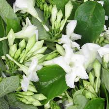 Loroco flower seeds
