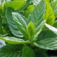 Spearmint Seeds