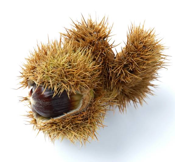 Chinquapin Chestnut Tree Seeds