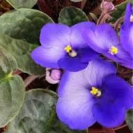 Violet flower seeds