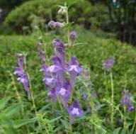 Skullcap flower seeds
