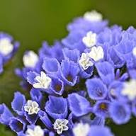 Statice flower seeds