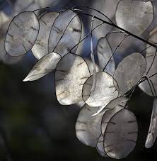 Lunaria flower seeds