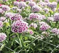Sweet William flower seeds