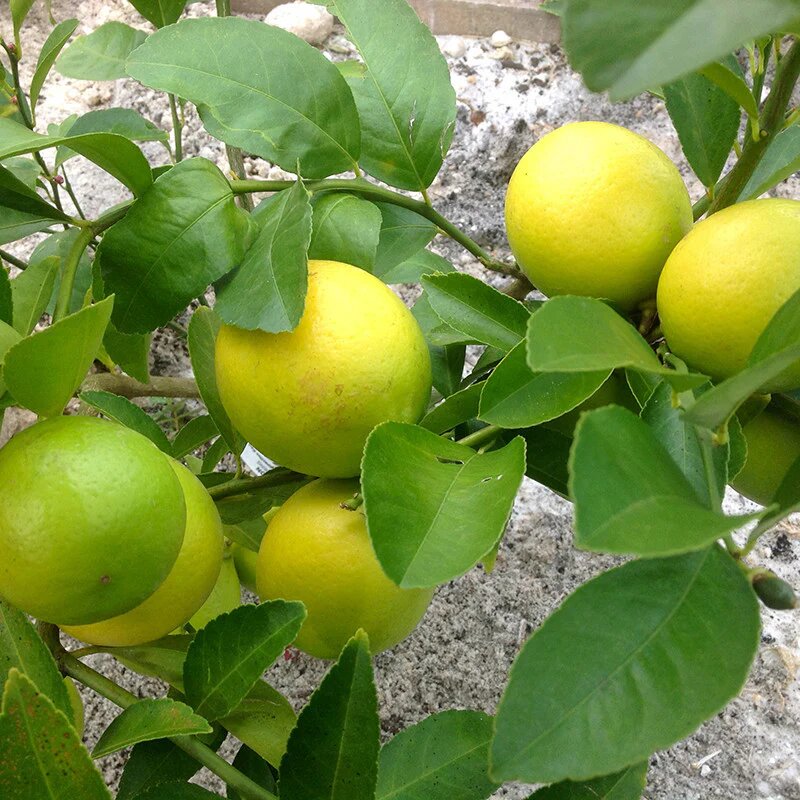 Lemon Tree Seeds